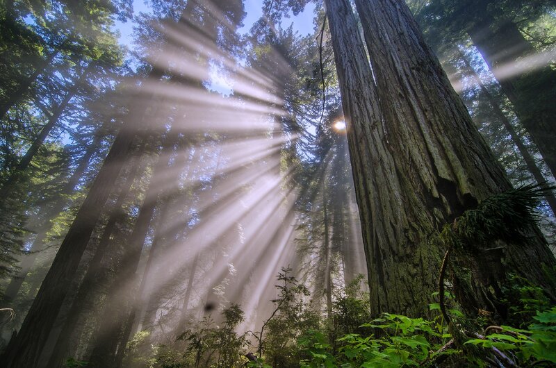 Sunlight Through Redwood Trees — Green, Serene, Morning, Photograph, Sunbeams