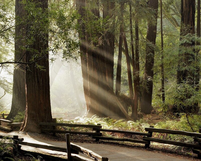 Sunlight Through Redwood Trees — Green, Serene, Morning