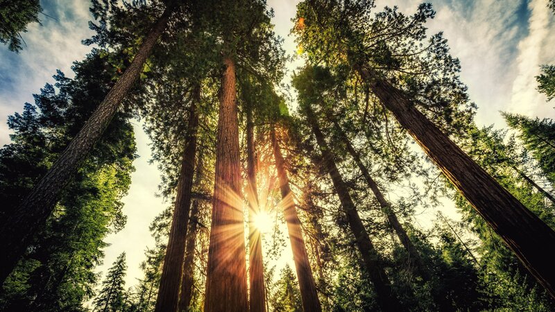 Sunlight Through Redwood Trees — Green, Serene, Sunset