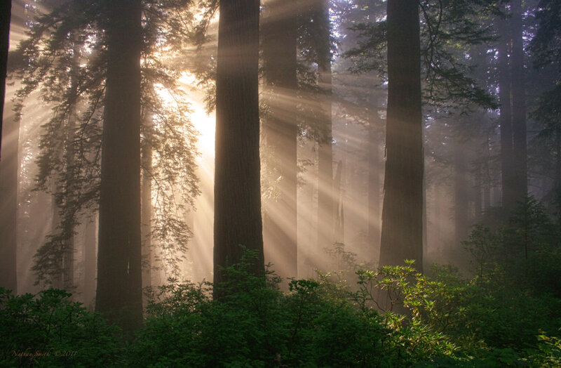 Sunlight Through Redwood Trees — Green, Serene