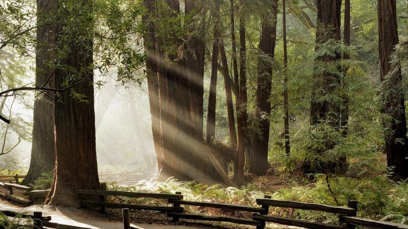 Sunlight Through Redwood Trees — Green