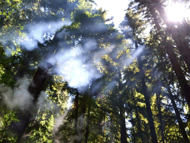 Sunlight Through Redwood Trees — Morning