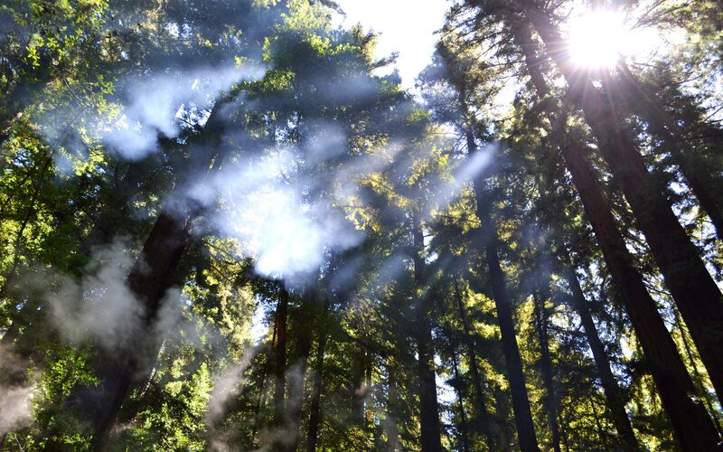 Sunlight Through Redwood Trees — Photograph