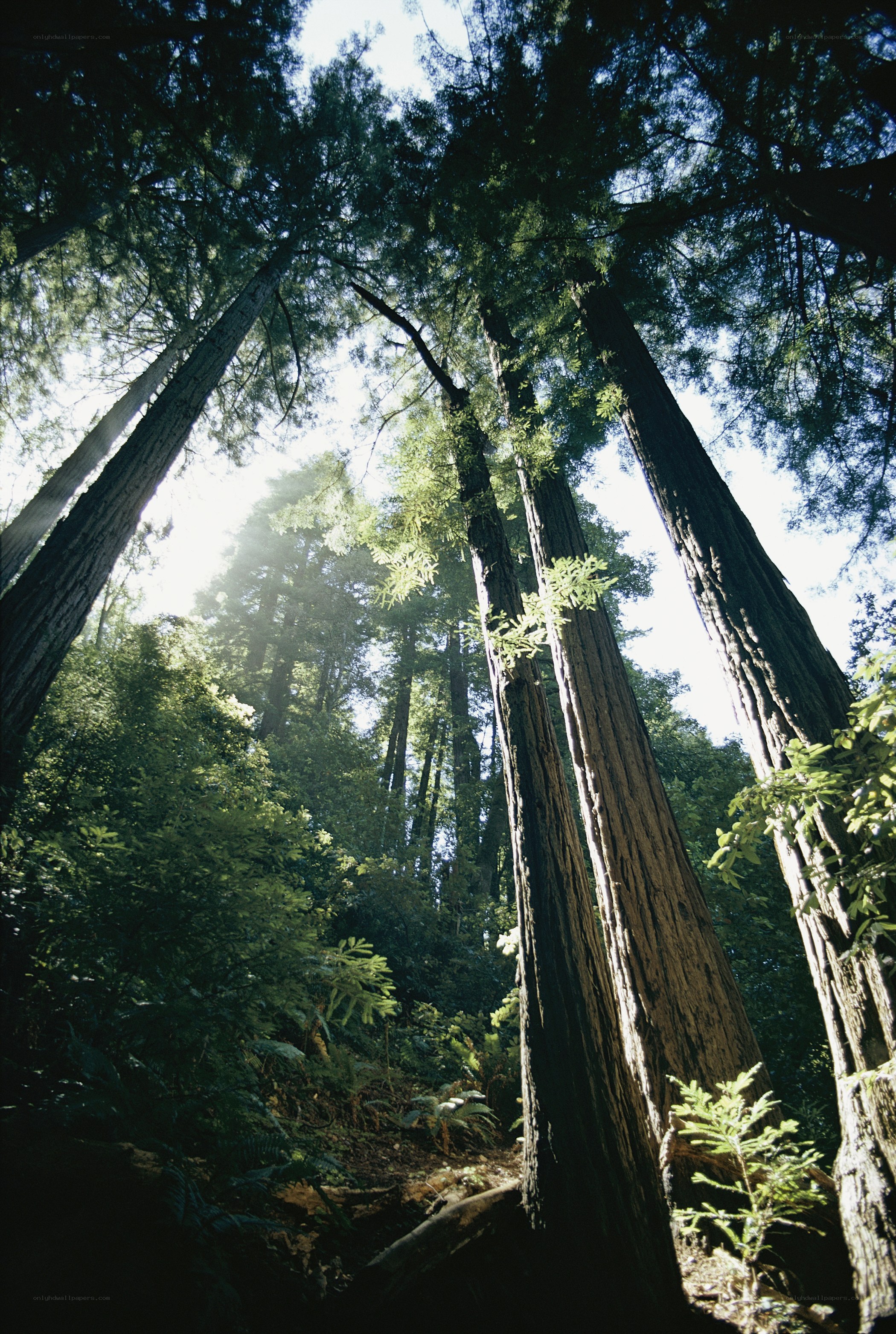 Sunlight through redwood trees