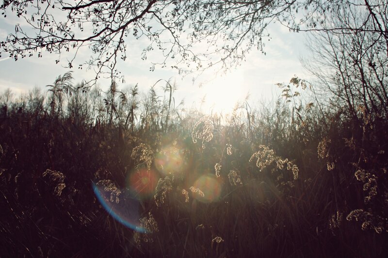 Sunlight Through Reeds — Brown