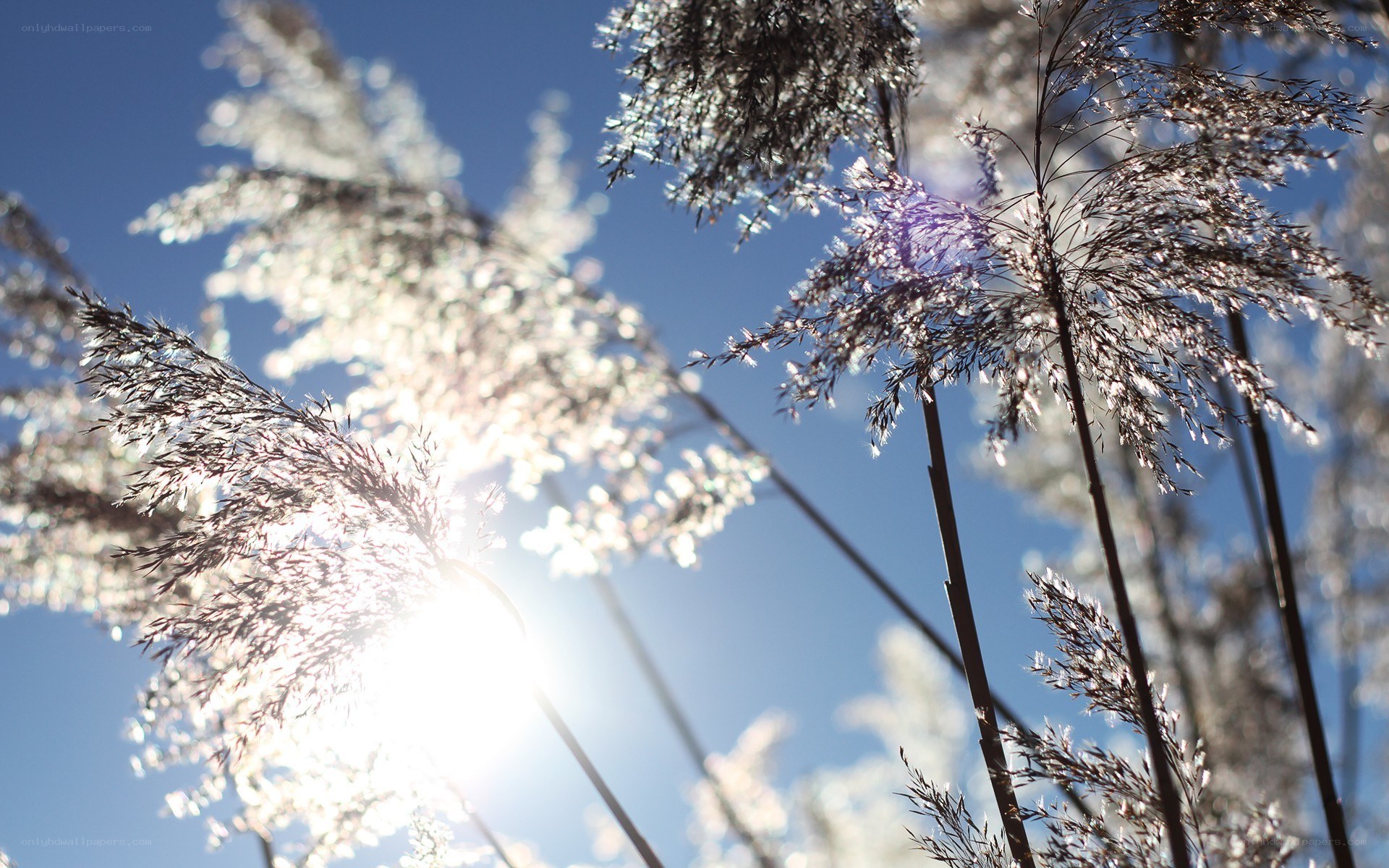 Sunlight through reeds