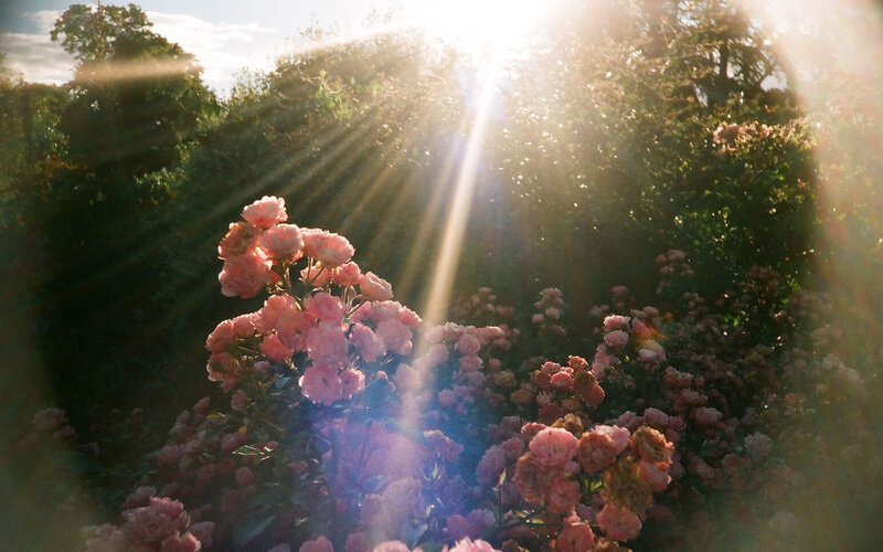 Sunlight through rose garden