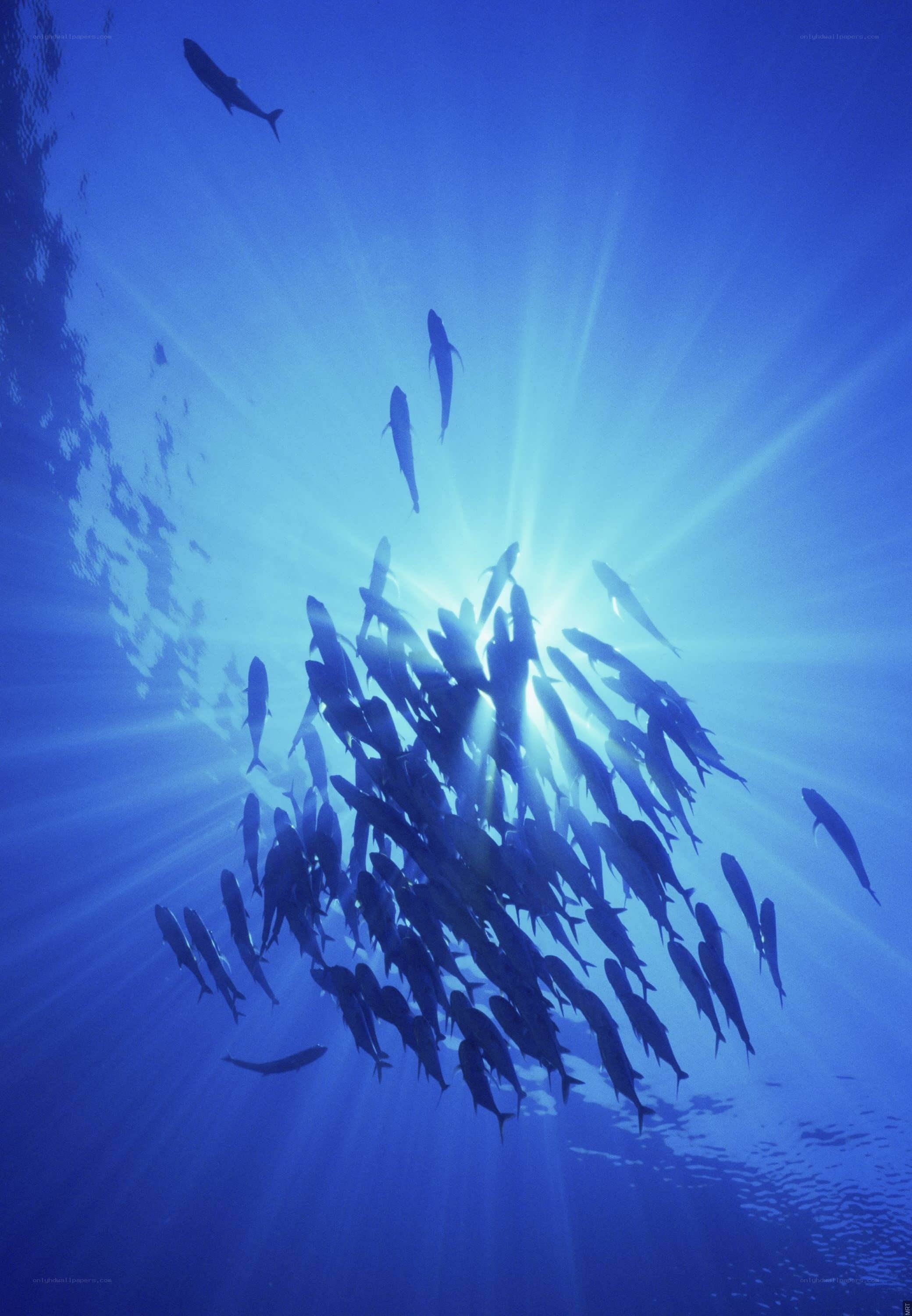 Sunlight through school of fish