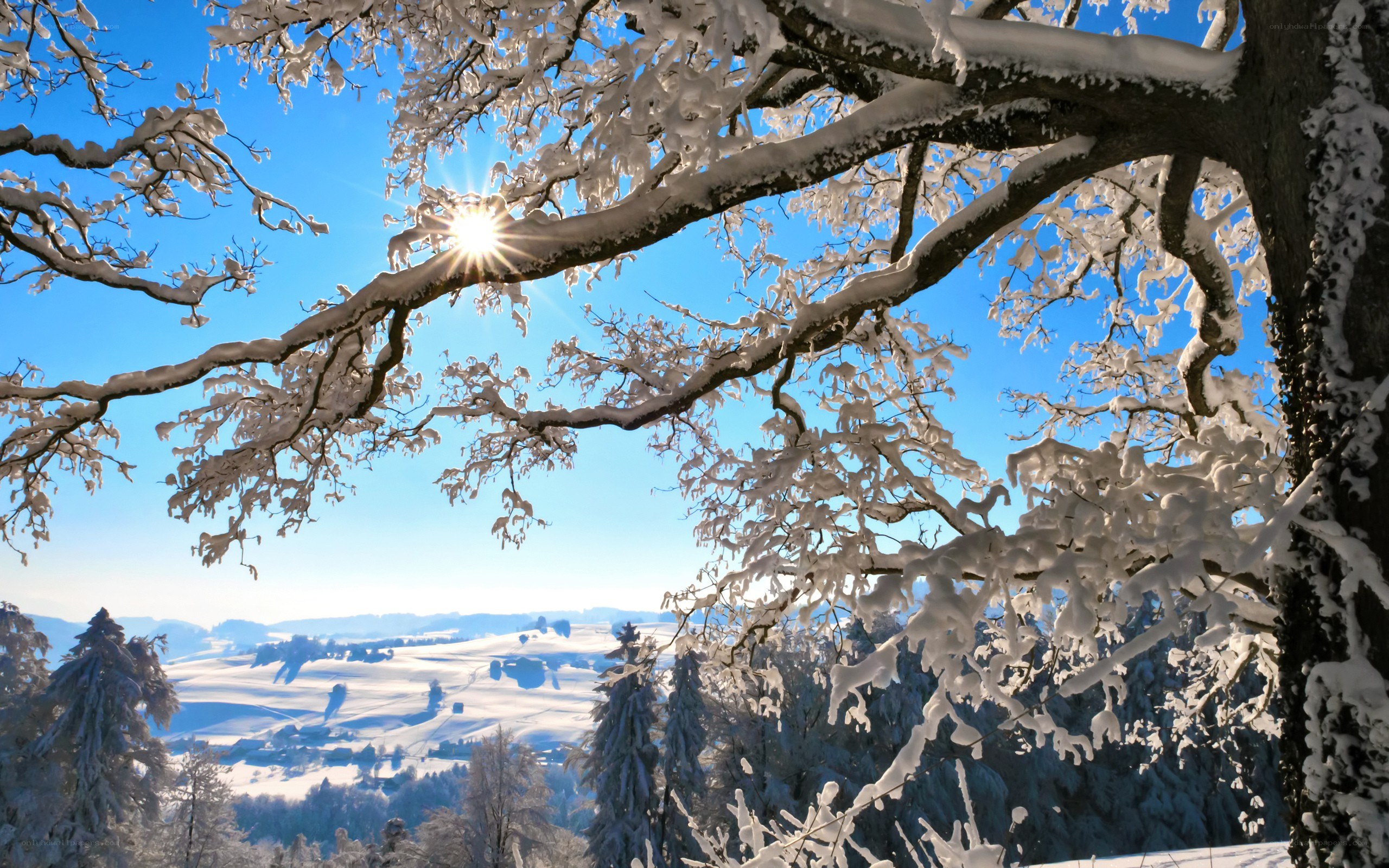 Sunlight through snow-covered branches