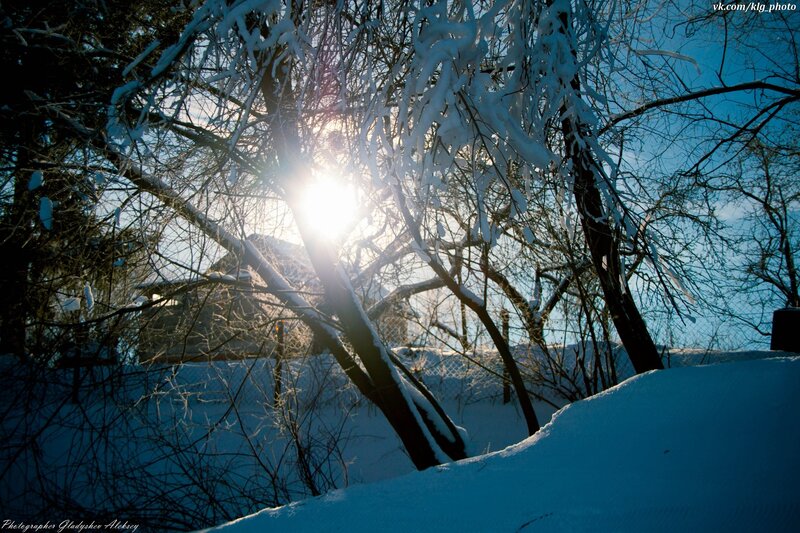 Sunlight through snow-covered branches