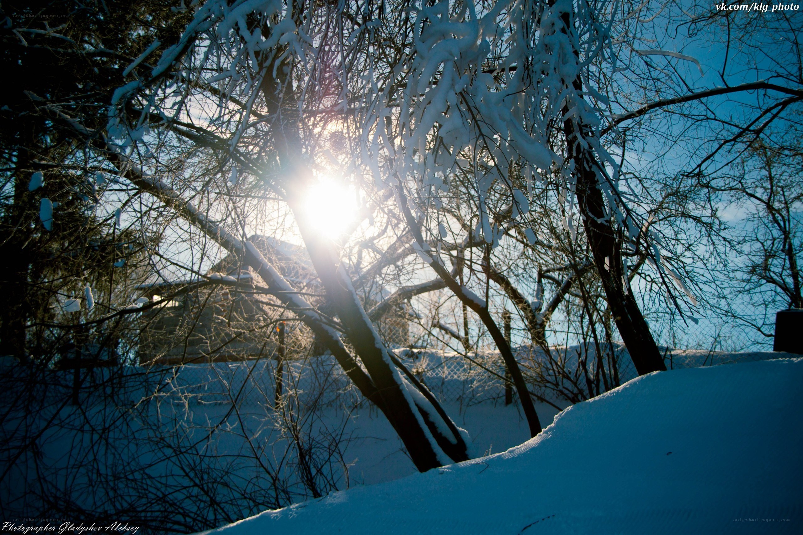 Sunlight through snow-covered branches