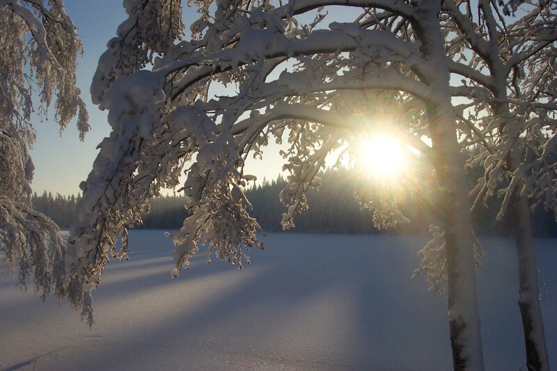 Sunlight through snow-covered branches
