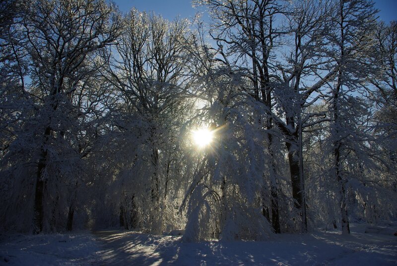 Sunlight through snow-covered trees