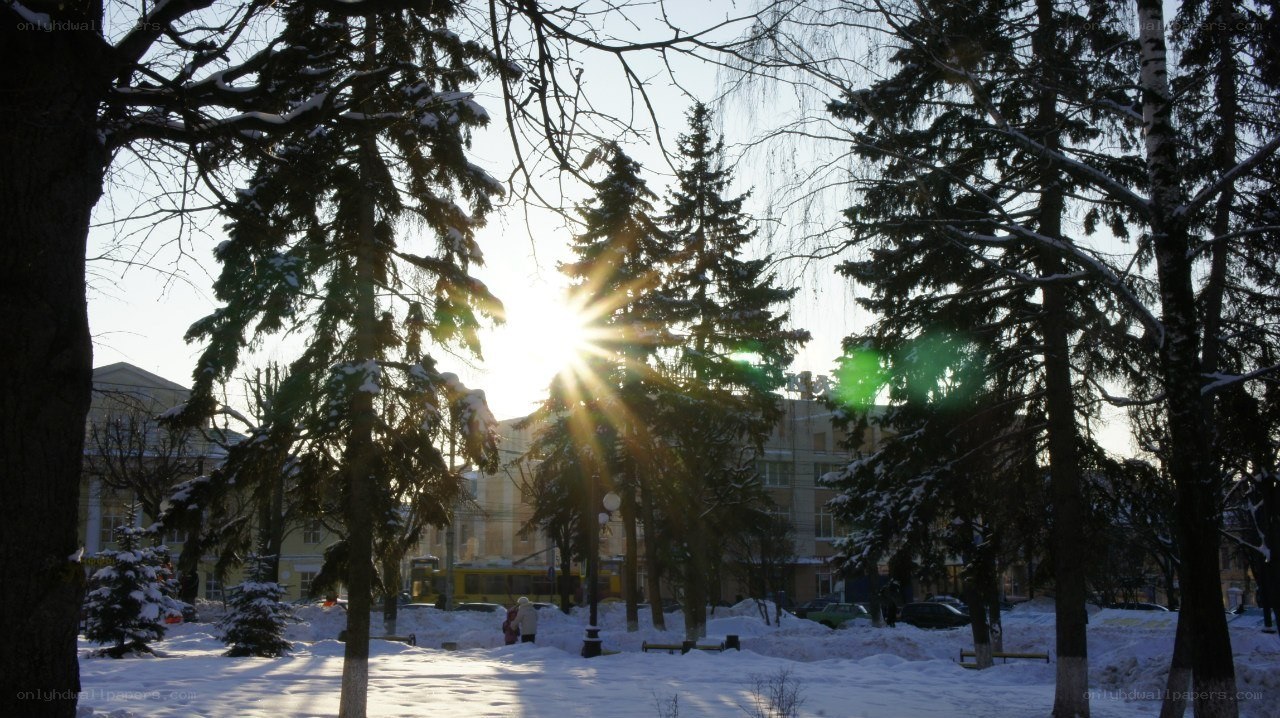 Sunlight through snow-covered trees