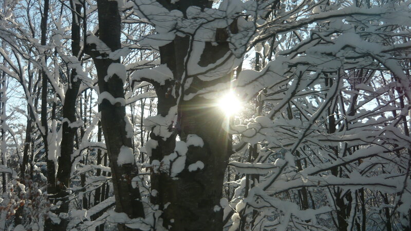 Sunlight through snow-covered trees