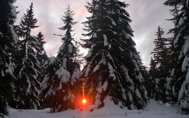 Sunlight Through Snow-covered Trees — White