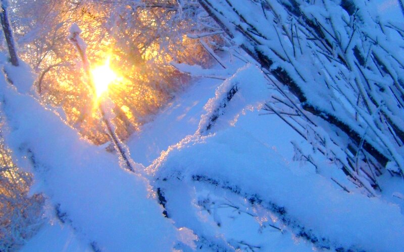 Sunlight Through Snowy Branches — Blue