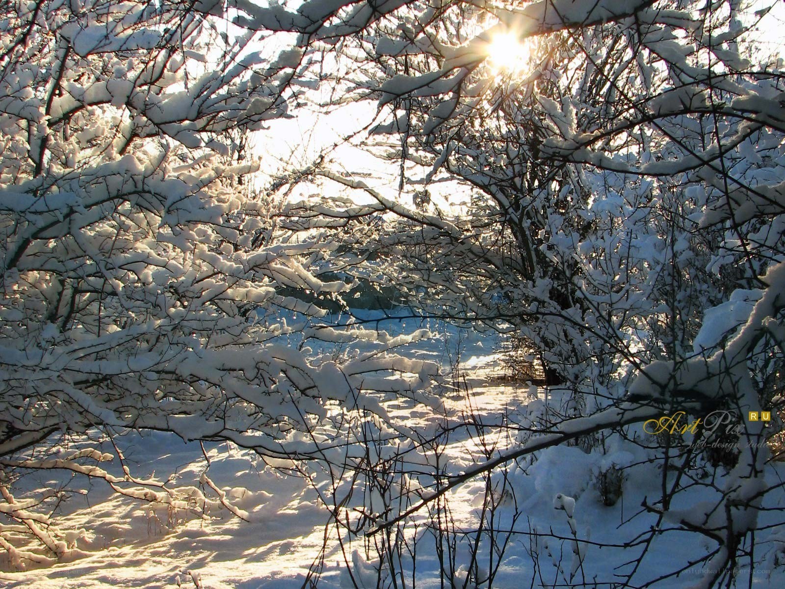 Sunlight through snowy branches
