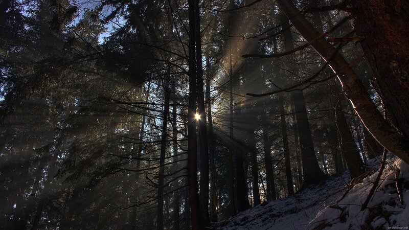 Sunlight through snowy forest