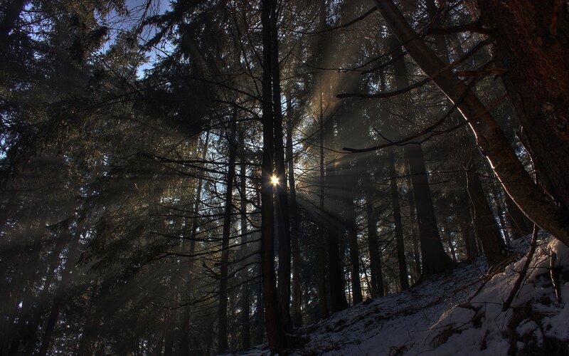 Sunlight through snowy forest