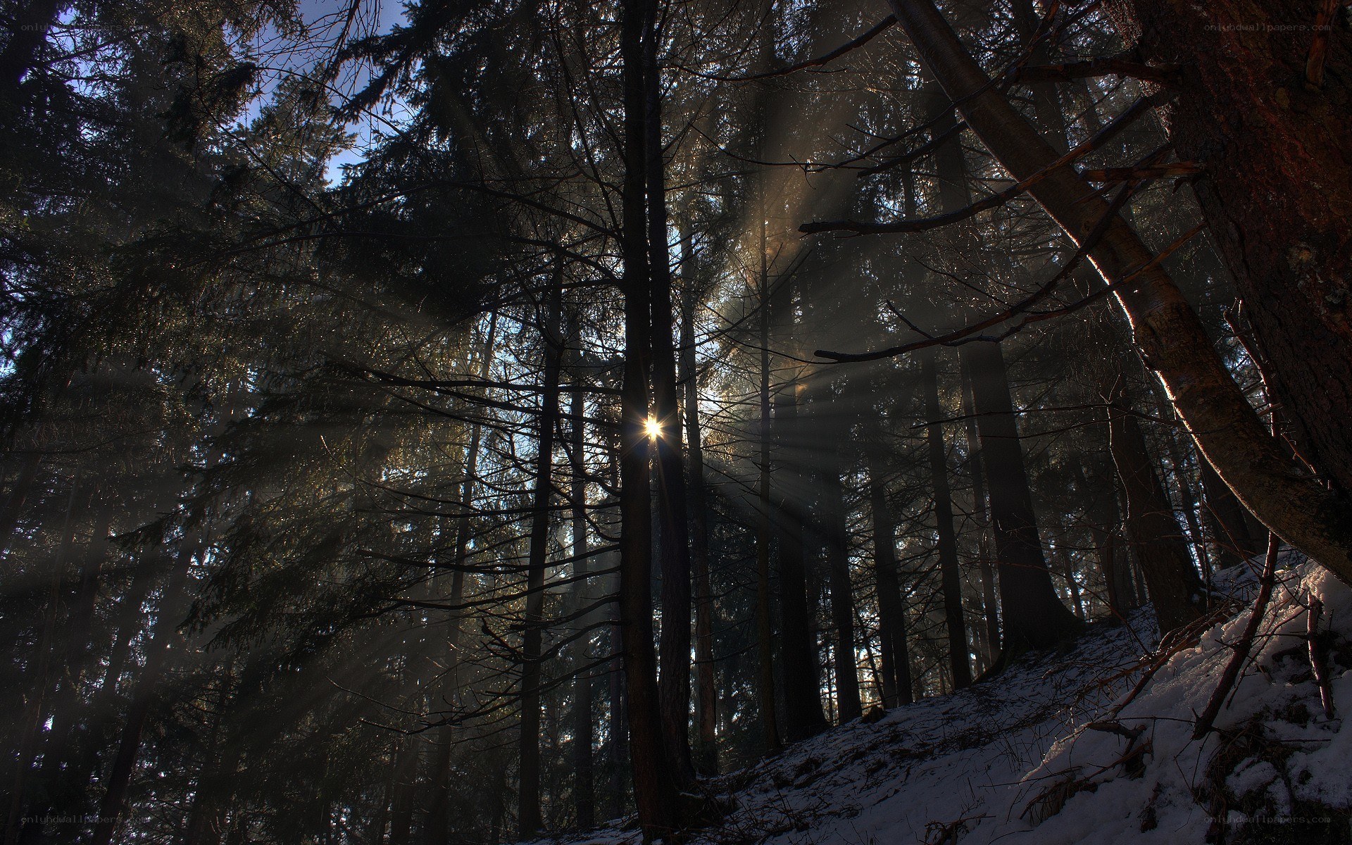 Sunlight through snowy forest