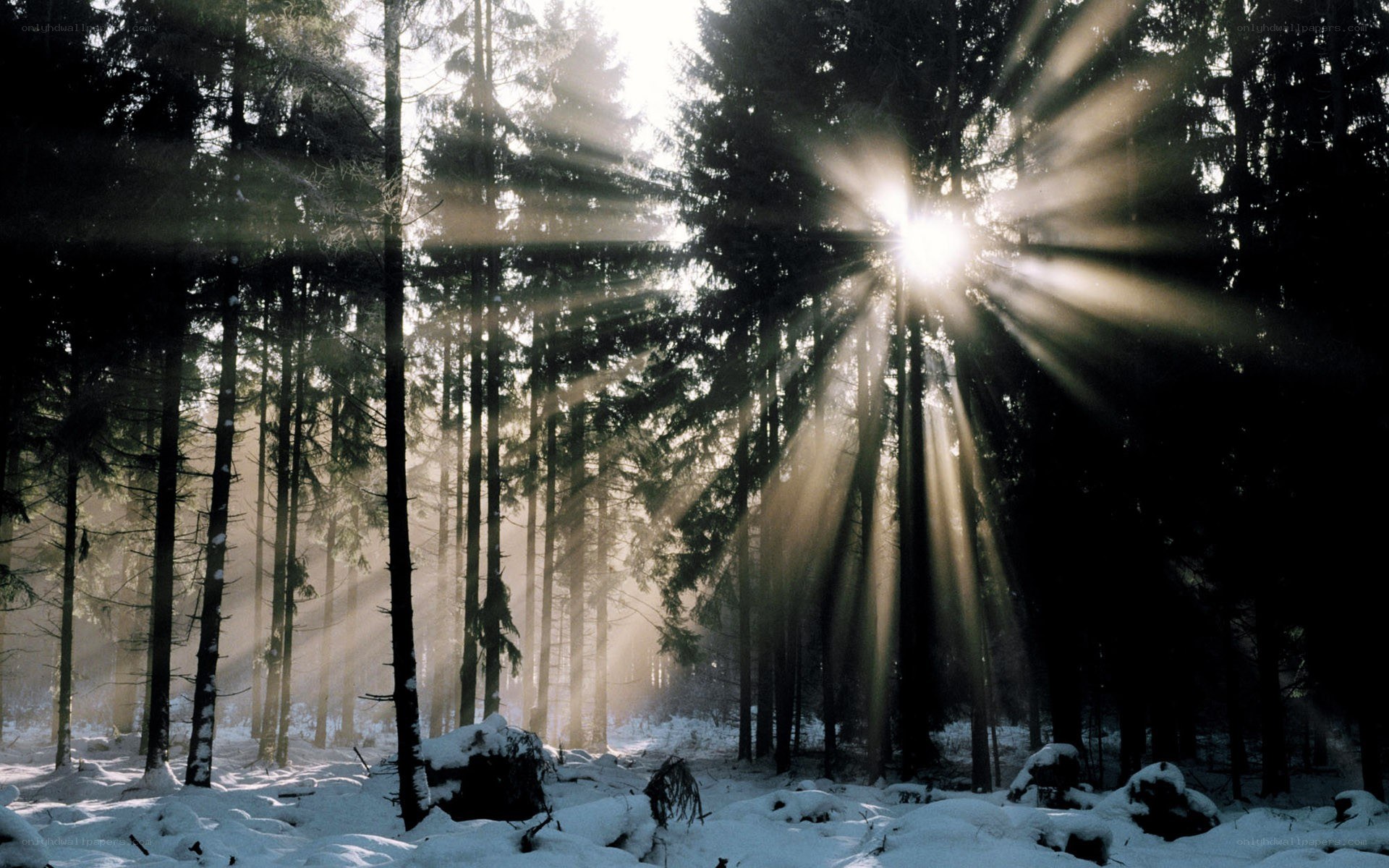 Sunlight through snowy forest