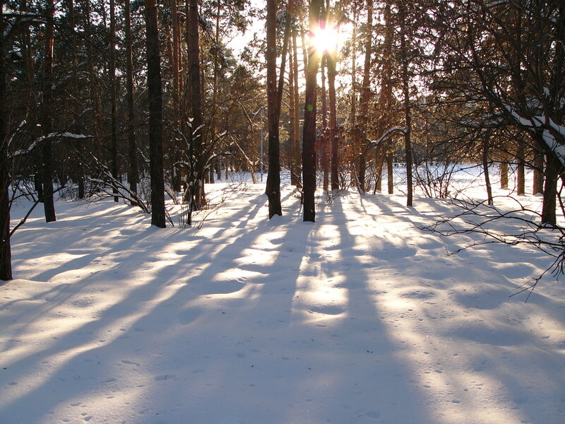 Sunlight through snowy forest