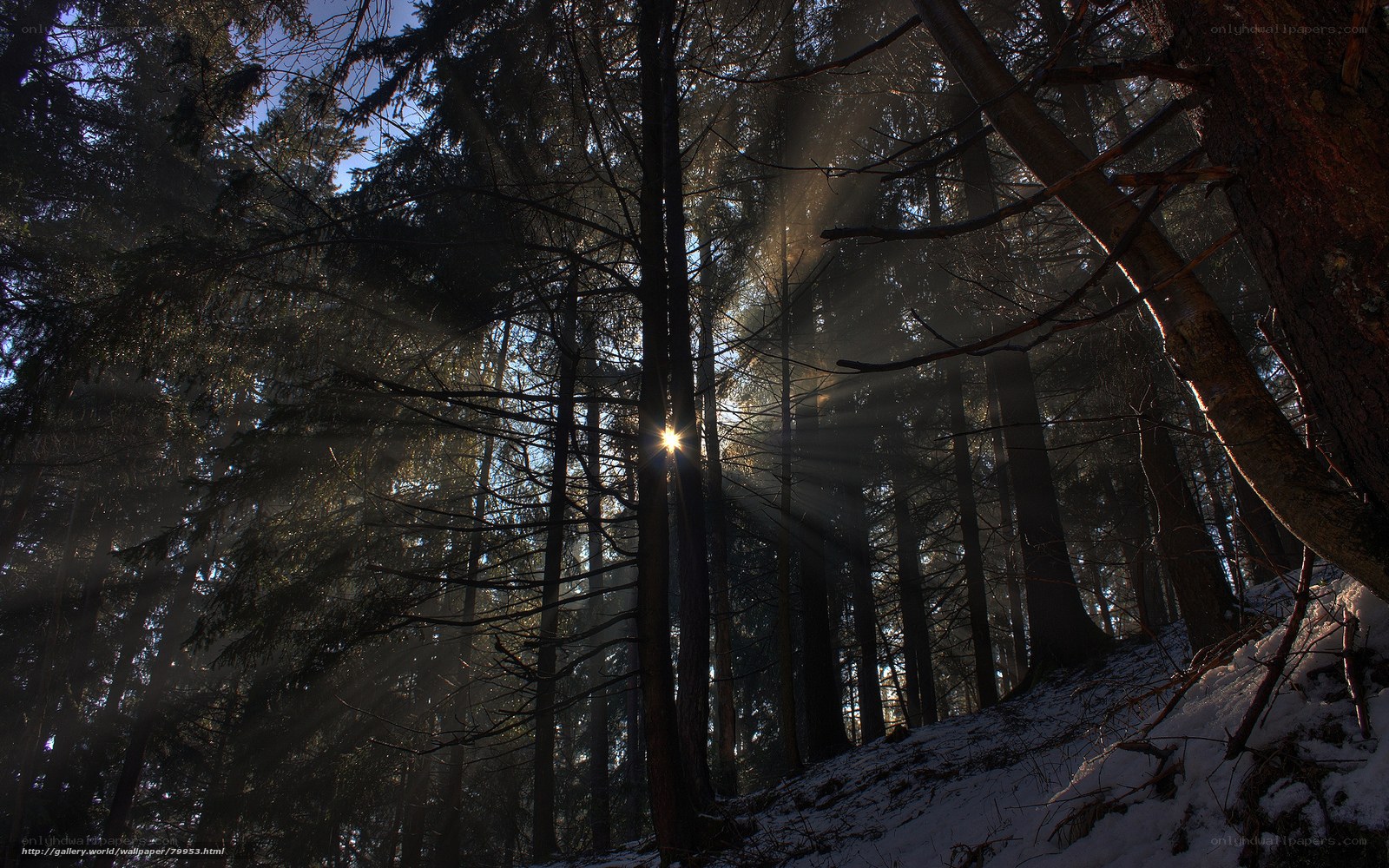 Sunlight through snowy forest