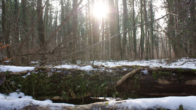 Sunlight through snowy forest