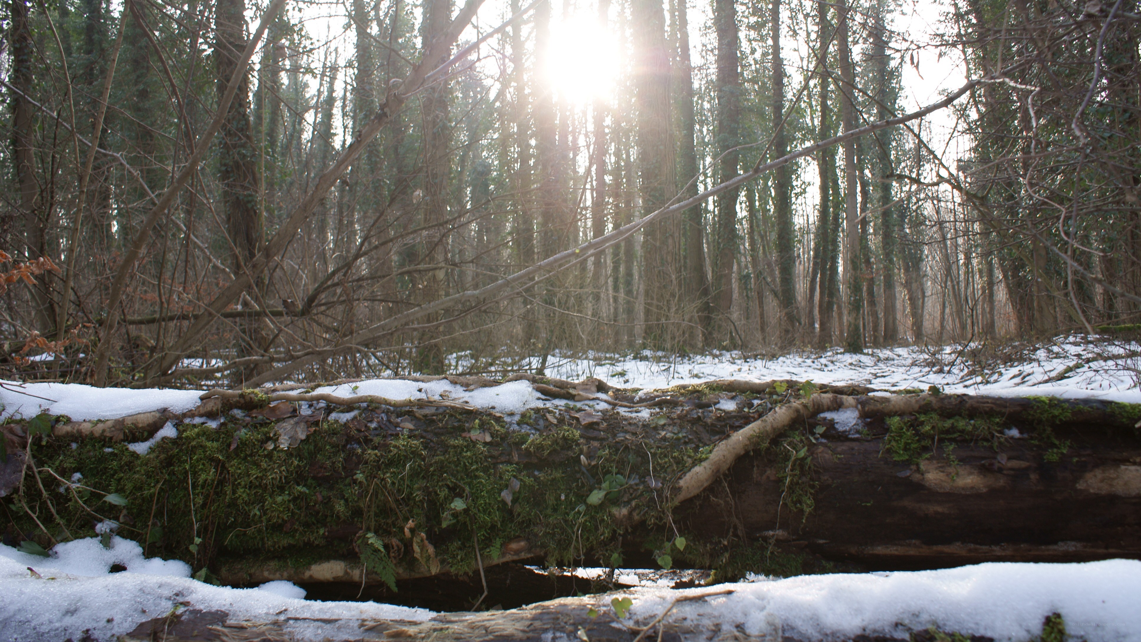 Sunlight through snowy forest