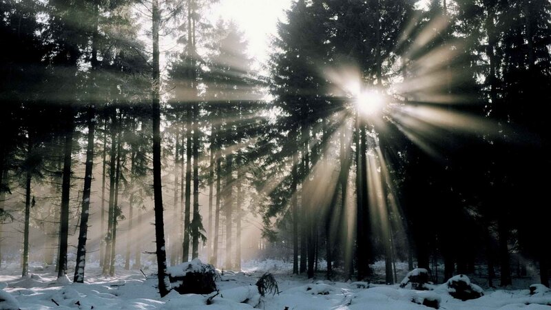 Sunlight through snowy forest