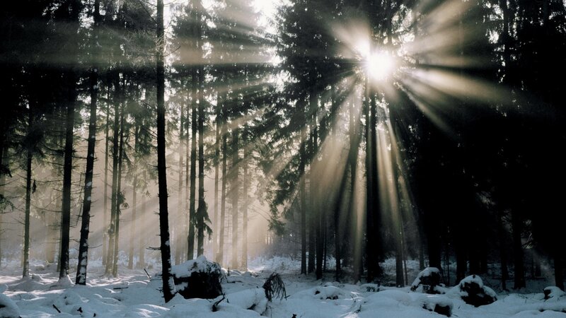 Sunlight through snowy forest