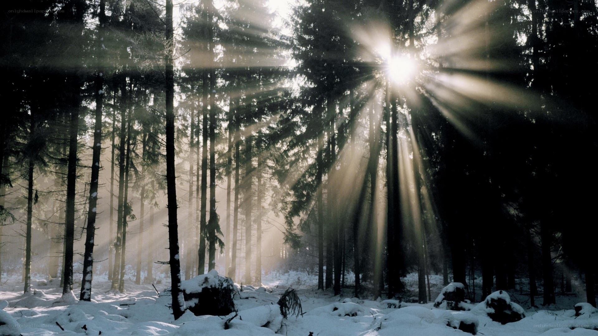 Sunlight through snowy forest