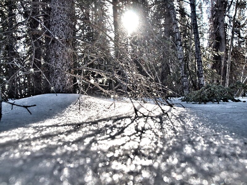Sunlight through snowy forest