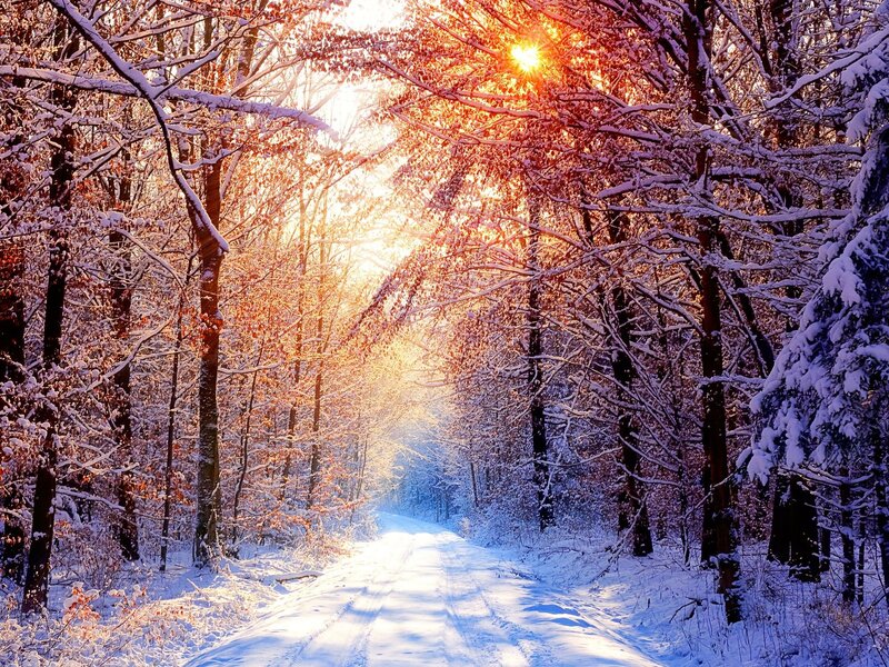 Sunlight through snowy forest