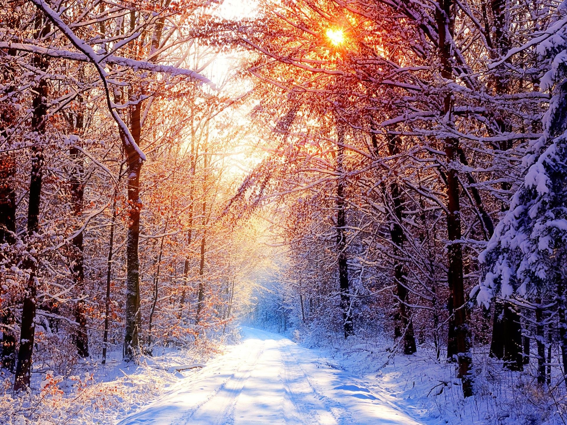 Sunlight through snowy forest