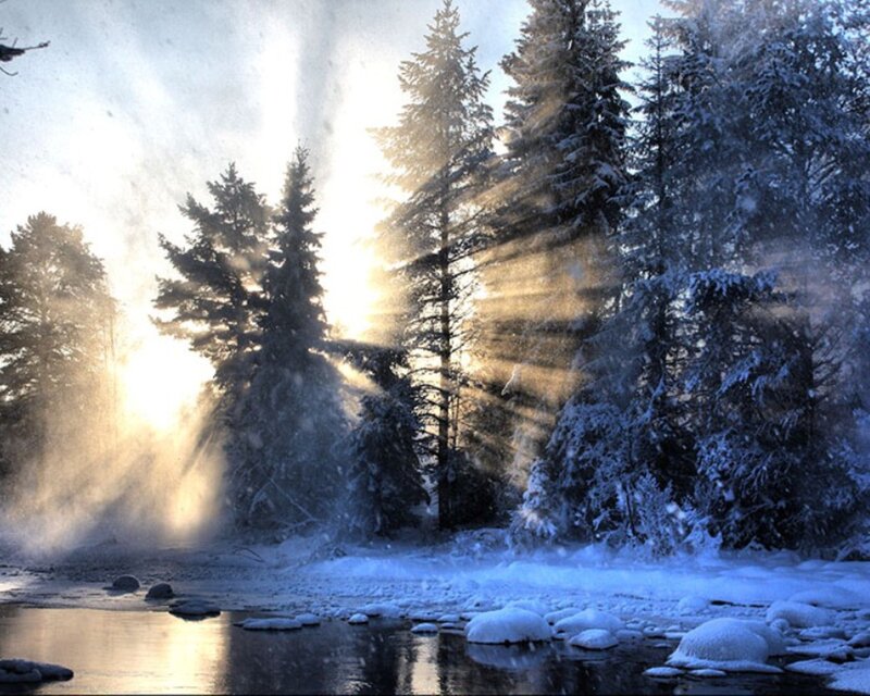 Sunlight through snowy forest