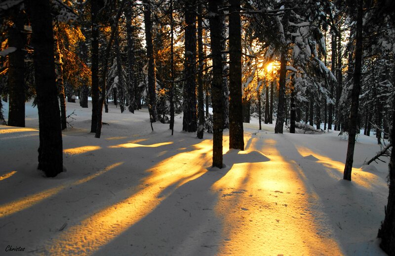 Sunlight through snowy forest
