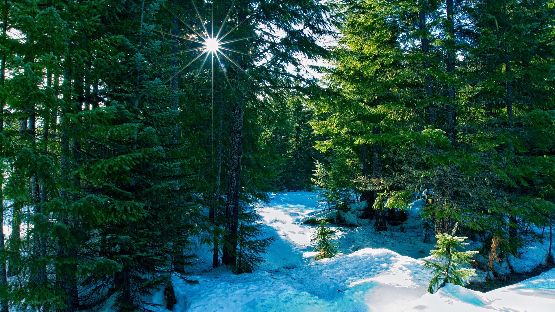 Sunlight through snowy forest