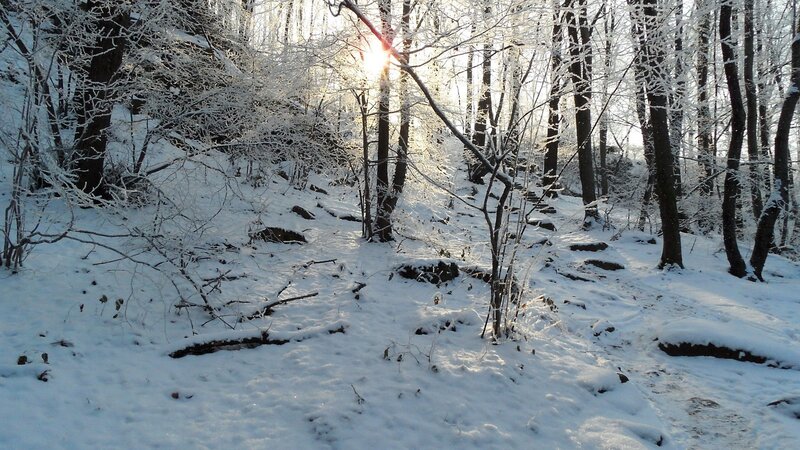 Sunlight through snowy forest
