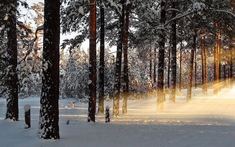Sunlight through snowy forest