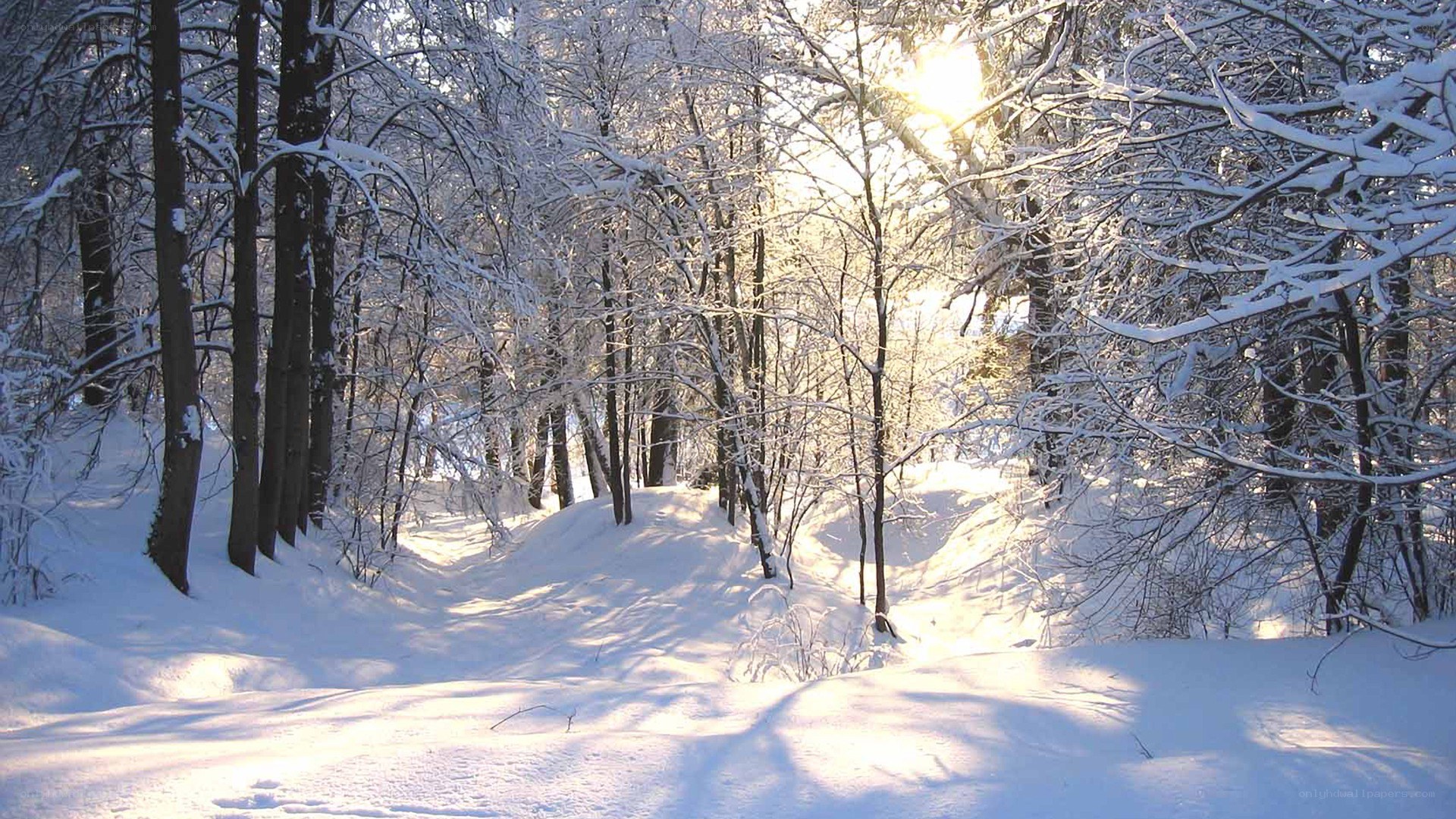 Sunlight through snowy forest