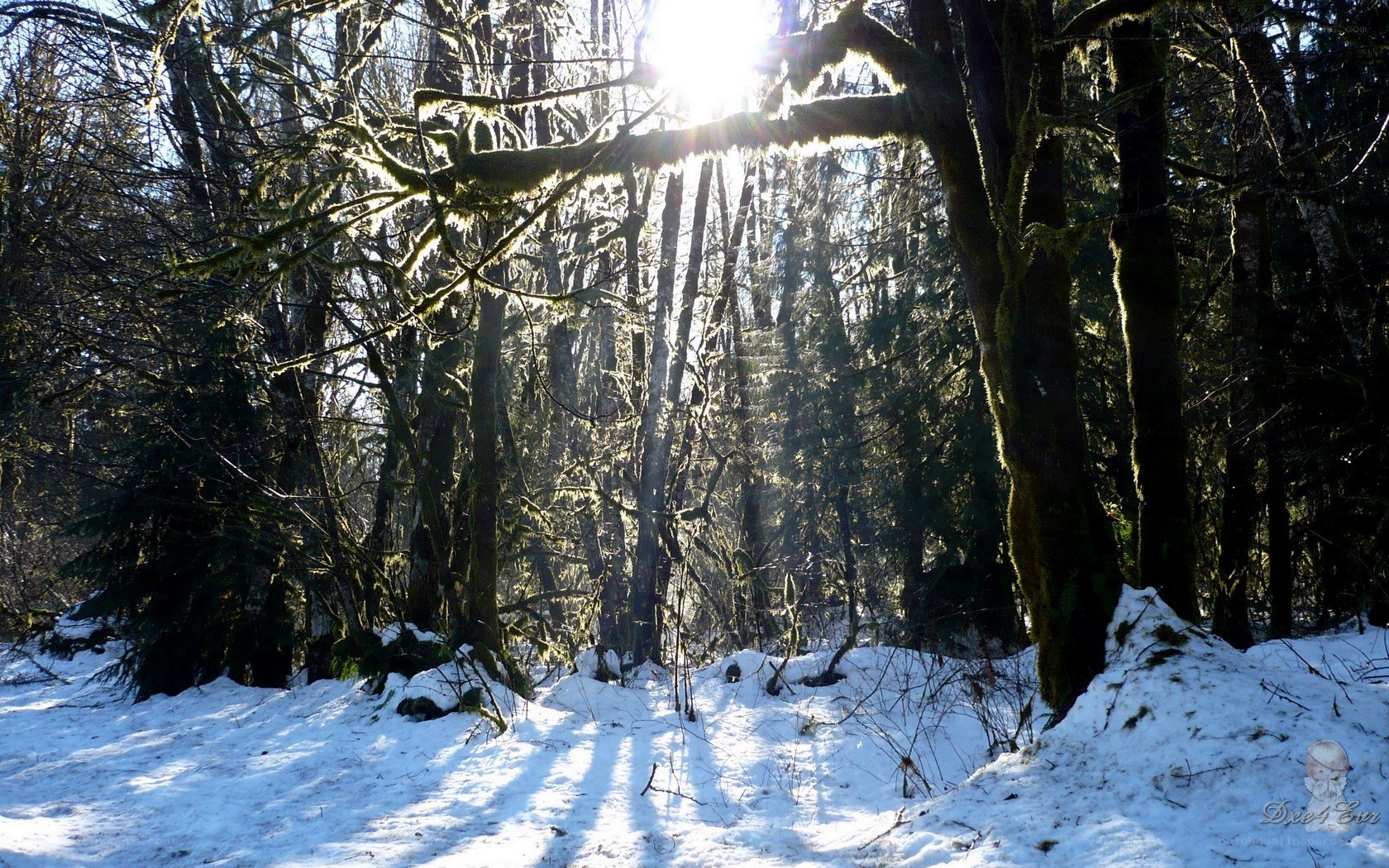 Sunlight through snowy forest