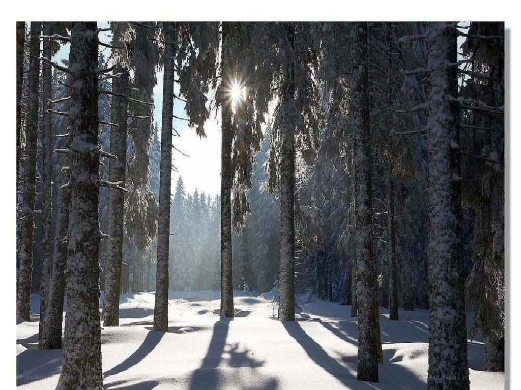 Sunlight through snowy forest