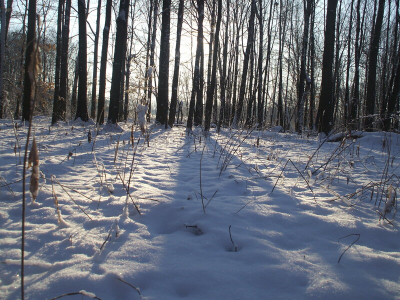 Sunlight through snowy forest