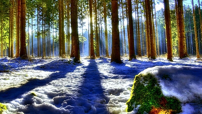 Sunlight through snowy forest