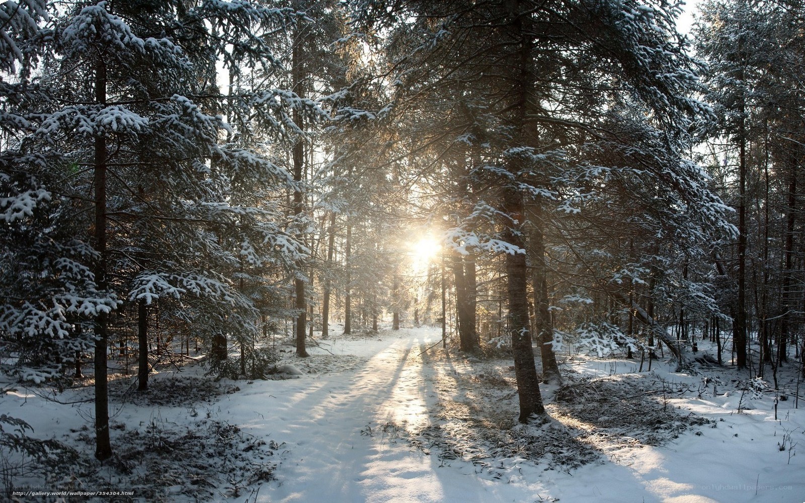 Sunlight through snowy forest