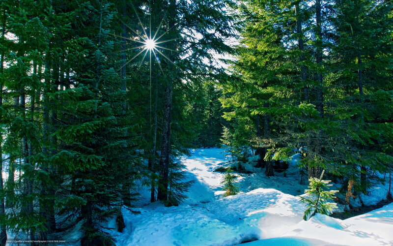 Sunlight through snowy forest