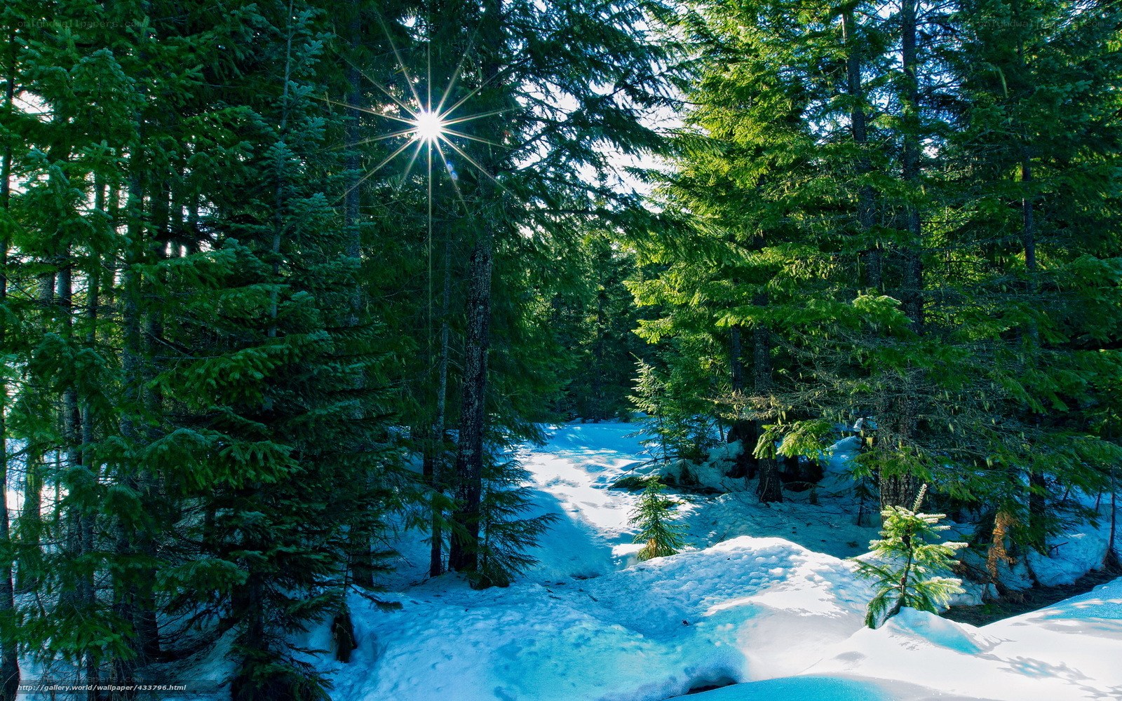 Sunlight through snowy forest