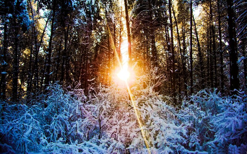Sunlight Through Snowy Forest — White